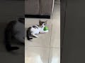 Picha Jugando Con Su Pelota