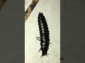 Carabus coriaceus bcei larvas