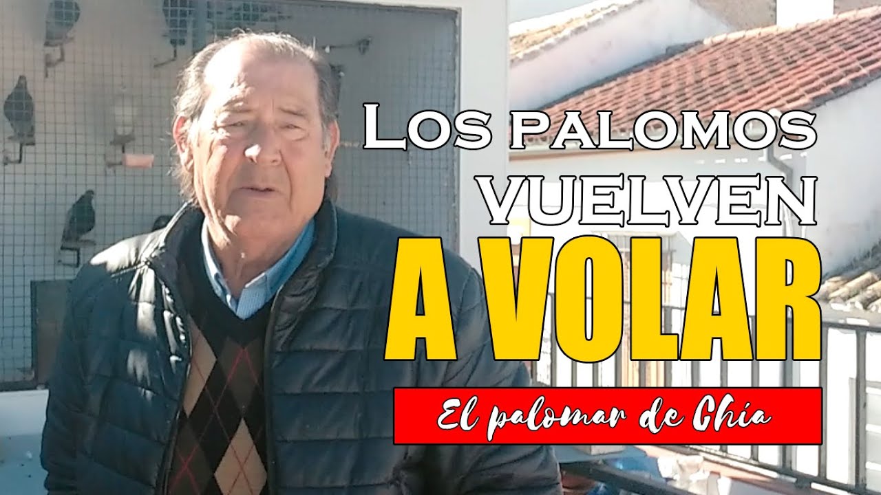 Volvemos a Volar: Mis Palomos y YO Después del Mal Clima y la Pausa  🕊✨