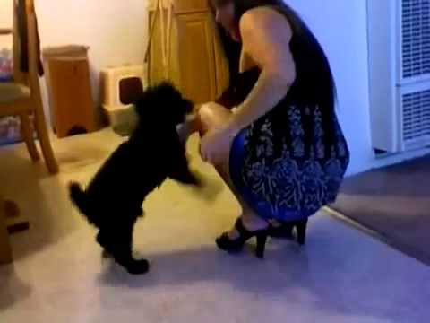 perros