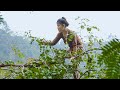 Harvesting Lots Of Apples from tall tree and Goes To Market Sell | Survival in Forest