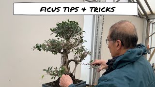 Ficus Tips & Tricks