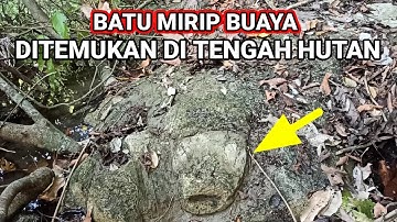 Lagi Viral.. Dikira batu biasa ternyata buaya bertapa. 