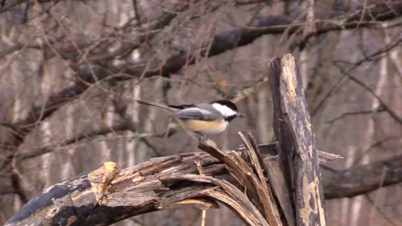 Ultimate Bird Feeder Iii Youtube