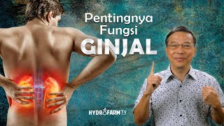 PENTINGNYA FUNGSI GINJAL !!