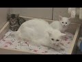 Белых разноглазых кошек спасают от вымирания (новости)