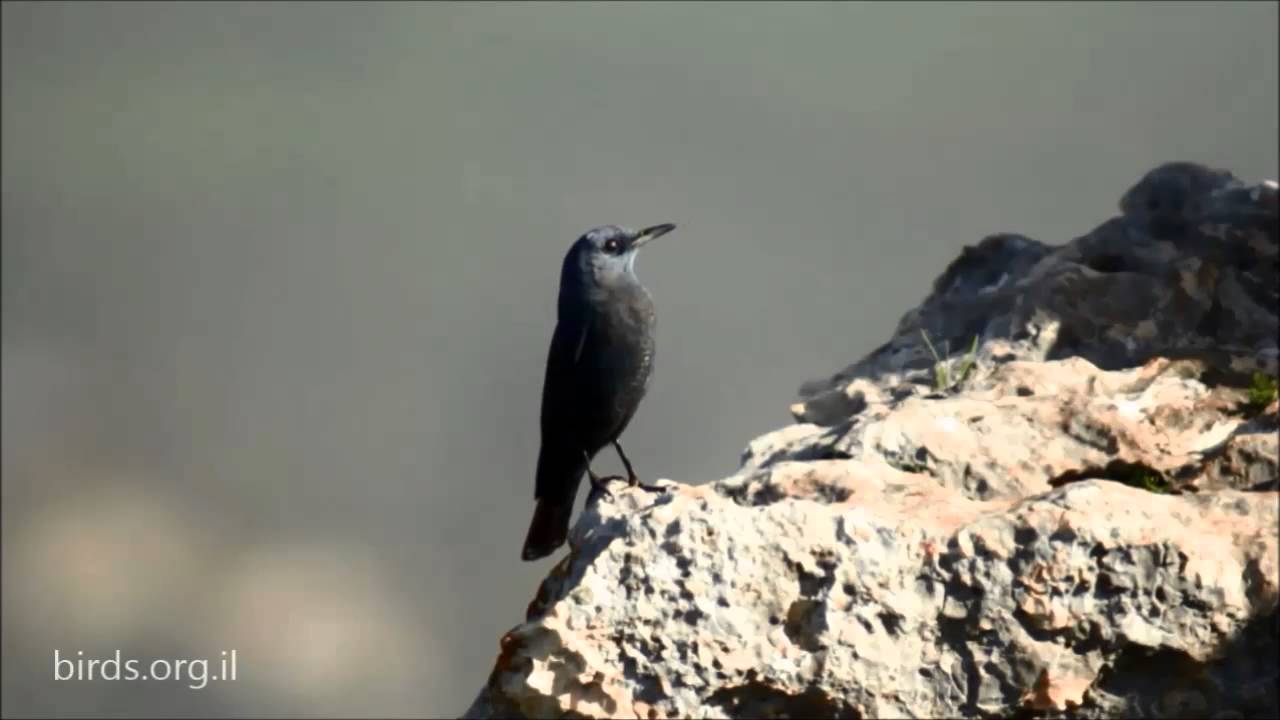 Blue Rock thrush - Monticola solitarius - צוקית בודדת 