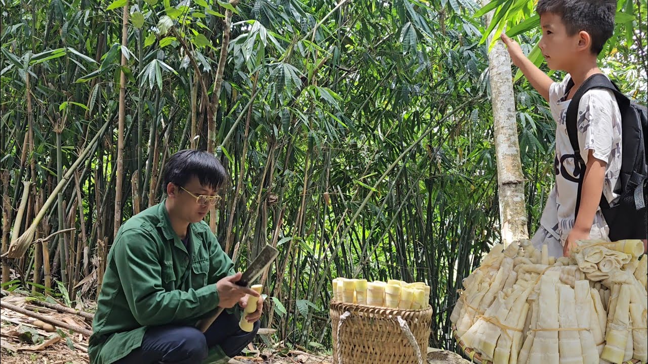 Harvesting bamboo shoots,Process and bring it to the market to sell/Trieu Khang