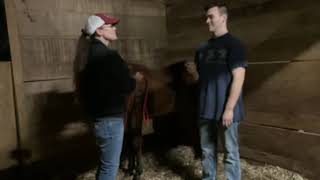 Raising an AQHA Ranching Heritage Young Horse Development Program Yearling