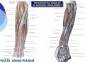 057 The superficial muscles of anterior compartment