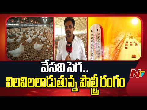 భగభగమంటున్న భానుడు: వడదెబ్బకు వేల సంఖ్యలో కోళ్ల మ*రణం! | West Godavari | Poultry | NTV Telugu - NTVTELUGU
