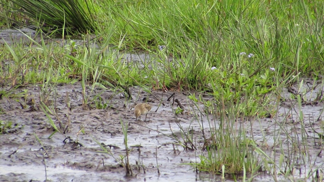 Temminck's Stint - Vane Flood - Loch Leven - 23/06/2015 
