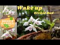 How To Wake Up Orchid Bud 3 2 Cà Ch Kà Ch Kie Lan TrẠM BẠNg Ki Duy Xanh Terrace Garden 11 How To Wake Up Orchid Bud 3 2 Cà Ch Kà Ch Kie Lan TrẠM BẠNg Ki Duy Xanh Terrace Garden 11