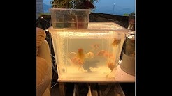 IKEA hack - Big Aquaponics system built using 3 Storage boxes @ HK$111.