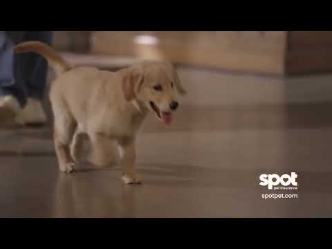 Spot Pet Insurance Doubles Down on Commitment to Support Pet Families by Featuring their Customers in Latest Ad Campaign