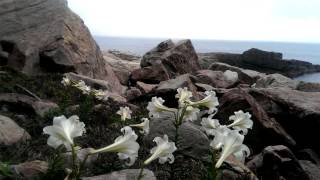 20140413 野百合@東北角龍洞