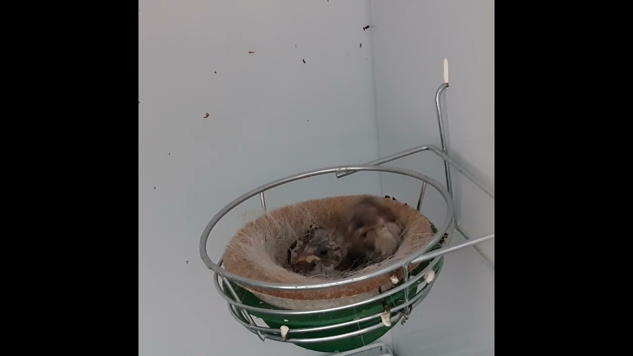 Jilguera parva: embuchando y limpiando el nido. Cría en pureza.