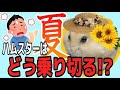 【夏対策】ハムスター夏の暑さ対策おすすめ4選ハムスターも夏バテ？冷房やエアコンは必要？