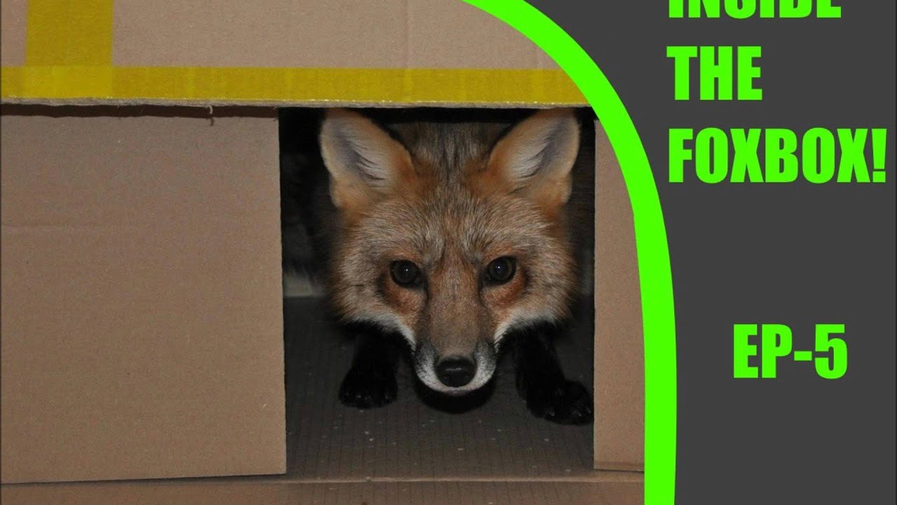 Inside the Foxbox Ep5 YouTube