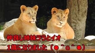 仔ライオンのララとイオの生後3ヶ月と1歳の様子。とべ動物園