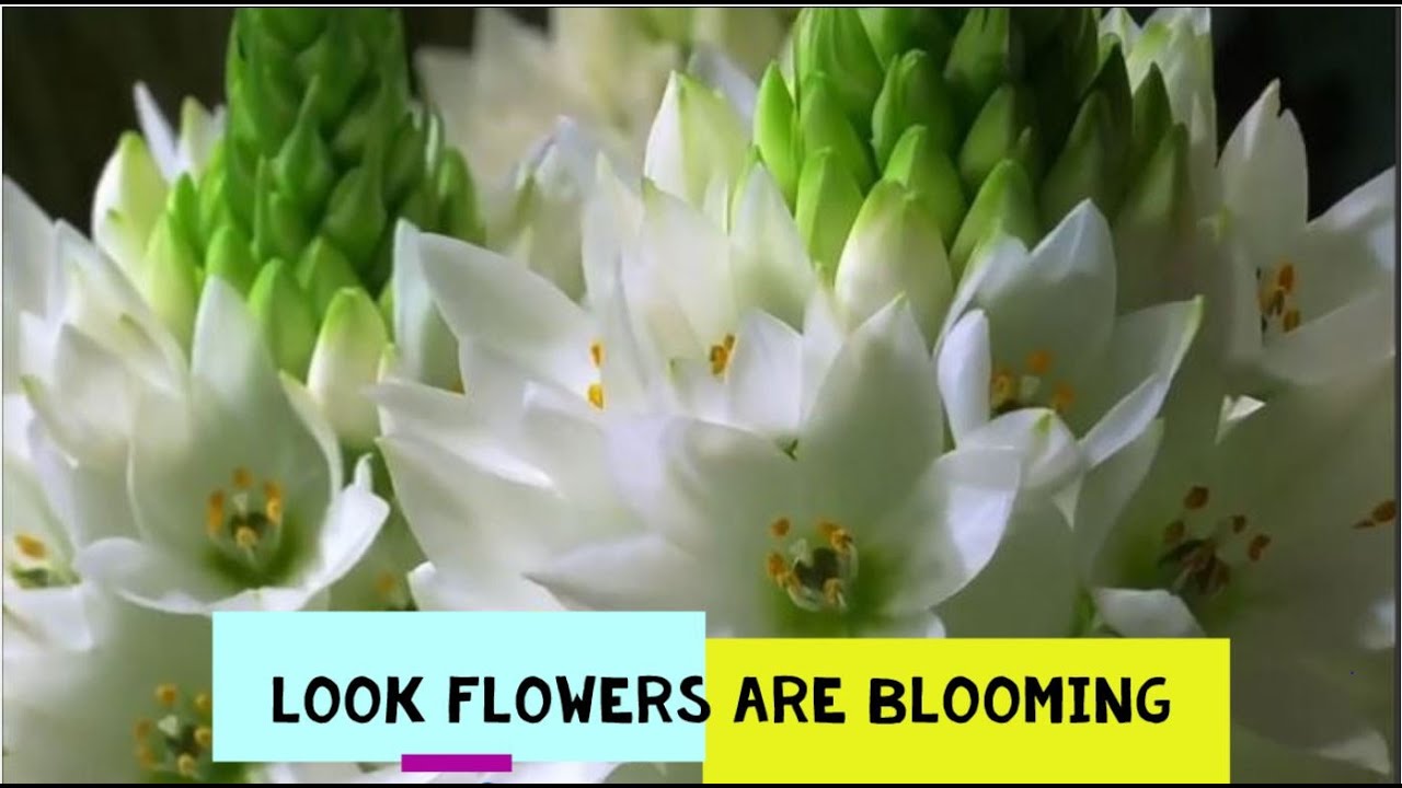 Blooming Flowers YouTube
