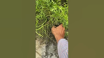 Bắt Cá Lóc Bị Mắc Cạn/ Nam Long Cà Mau #shorts