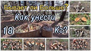 Столько маслят вы точно никогда не видели!Полная мегакорзина отборных сопливиков!тихая охота 2023!