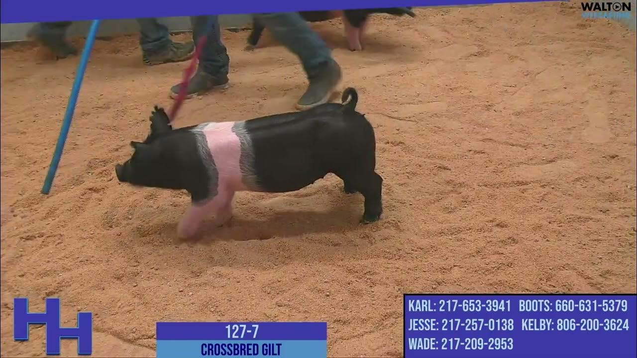 Heimer Hamps EN 1277 2023 BREEDERS CUP ENTRY YouTube