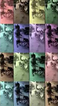 Story wa | Ayam Jago | Lucu 2020