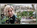 【12月におすすめ】山野草の植え付けと、超軽量ショベルのテストをしました。山野草が終わったので、次は薔薇の剪定をスタートさせます。