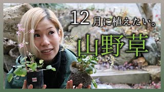 【12月におすすめ】山野草の植え付けと、超軽量ショベルのテストをしました。山野草が終わったので、次は薔薇の剪定をスタートさせます。