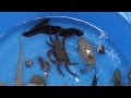 【夏休み企画】　タライに魚を入れて子供たちに触ってもらおう