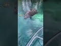 When you are looking for Manatees and find them! 🥳 #manatee #silversprings #travel