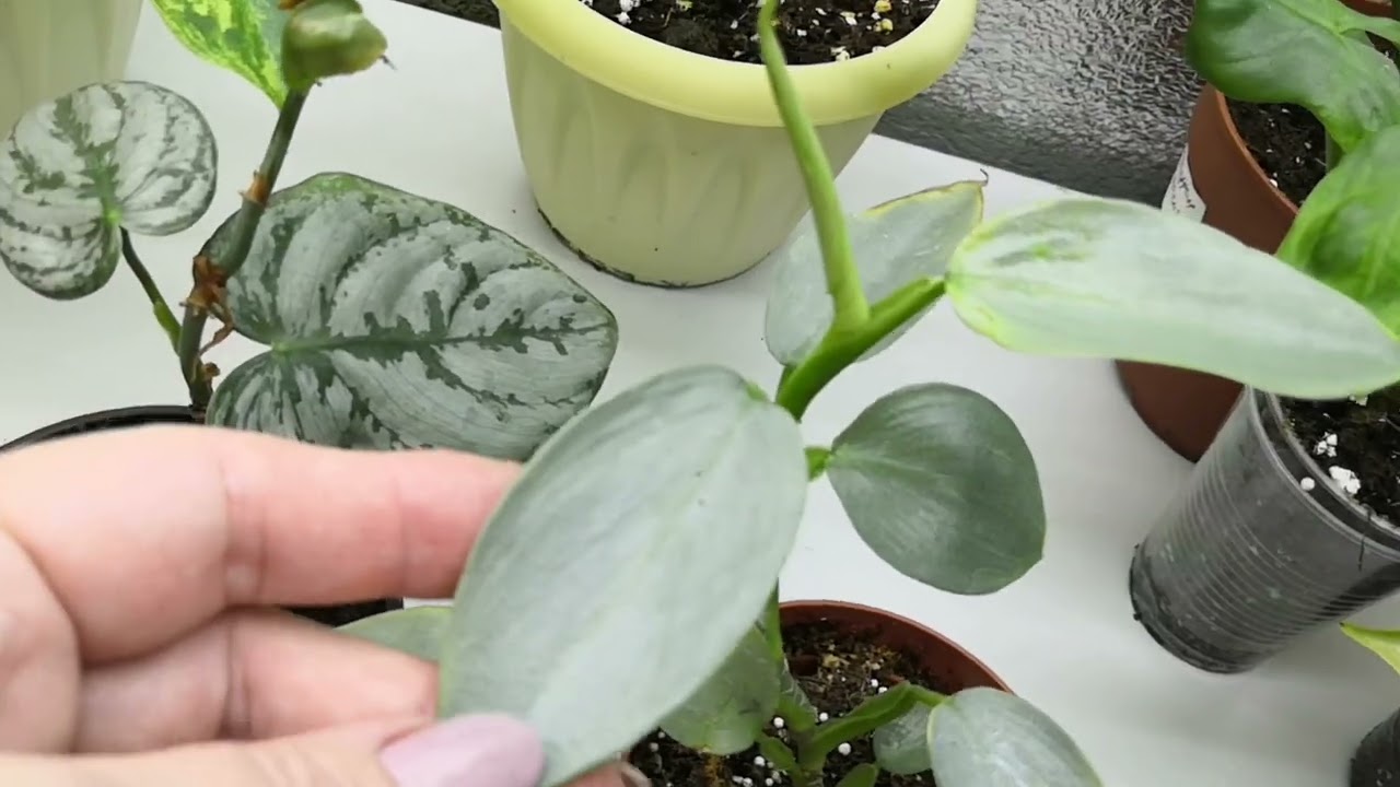 Обзор филодендронов. ч2. Декабрь 22г 