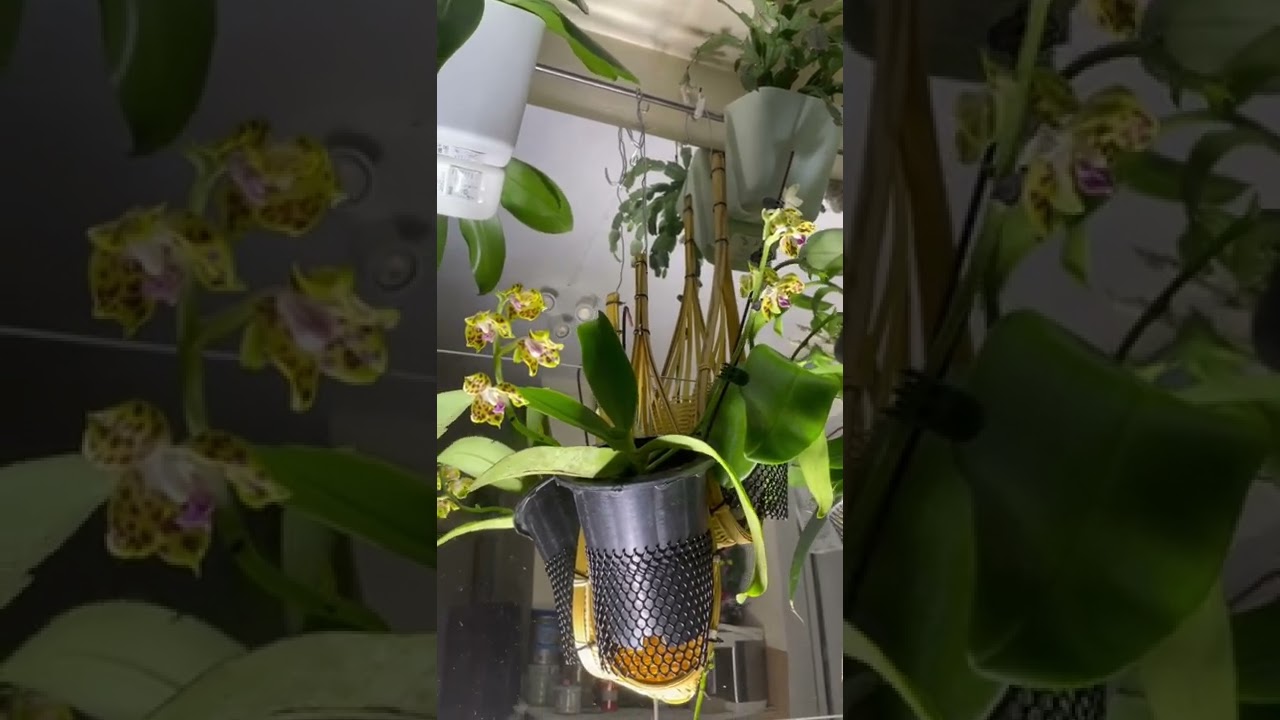 Vandopsis parishii / Hyschilla