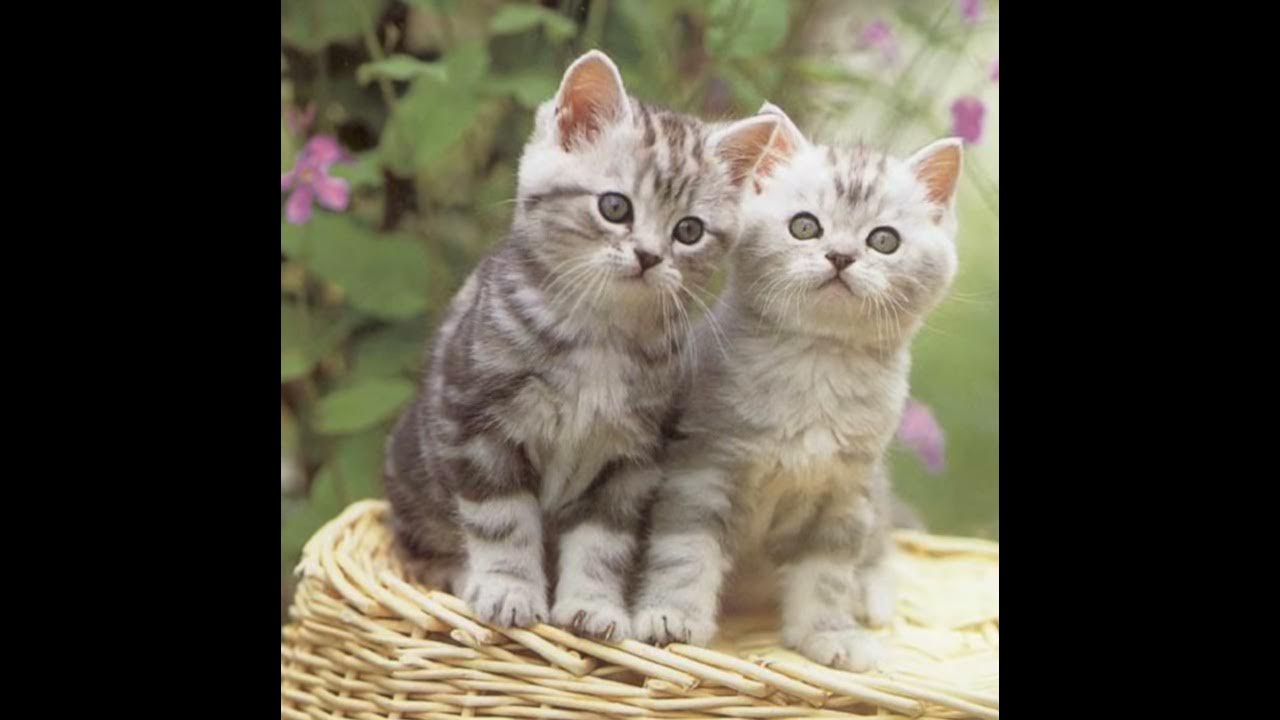 Милые котики