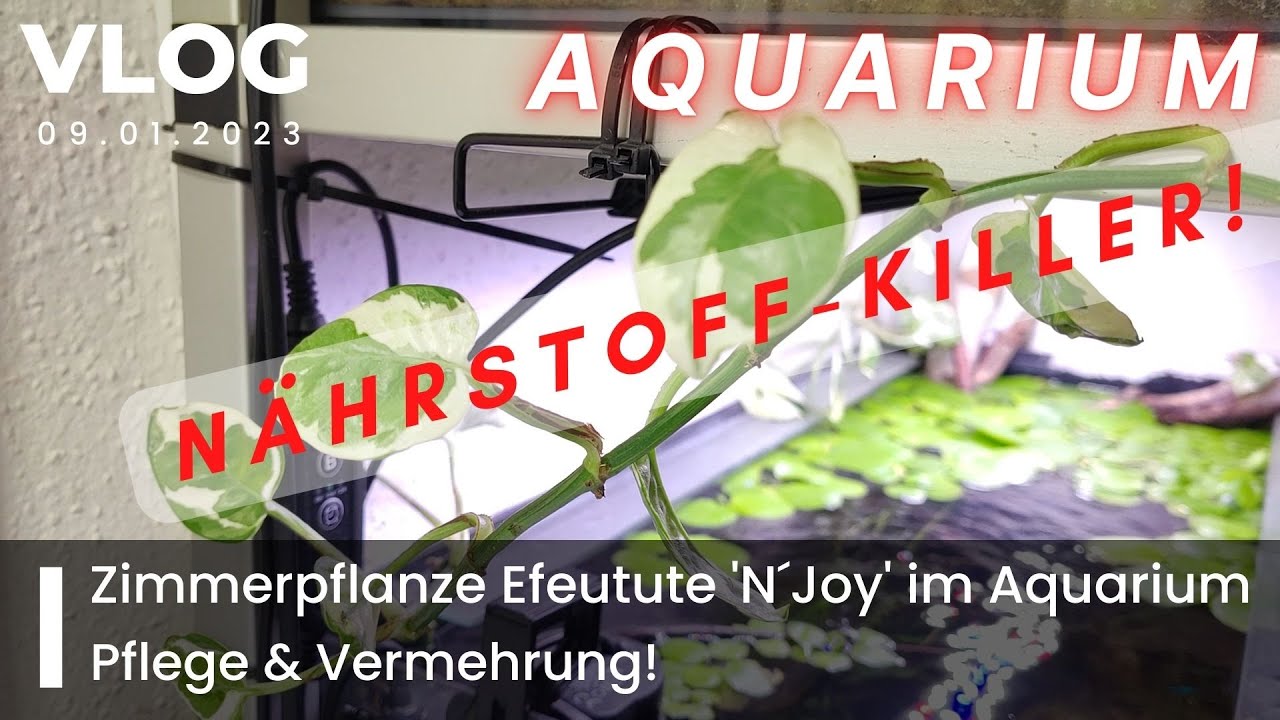 goldfruchtpalme pflegeleicht Goldfruchtpalme kaufen – Direkt vom Züchter – MyZimmerpflanze.de