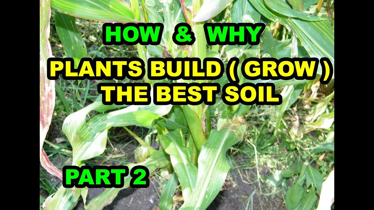 HOW &amp; WHY Plants Build ( Grow ) the BEST SOIL in Vegetable