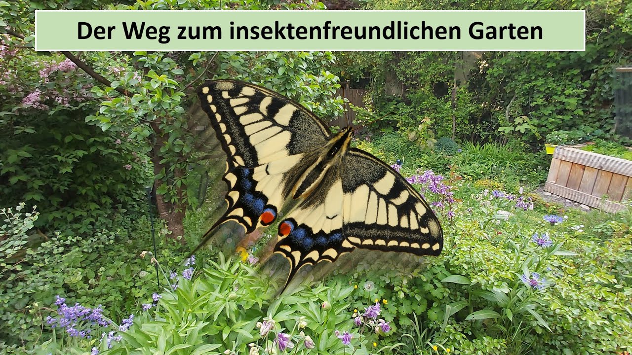 Der Weg zum insektenfreundlichen Großstadt-Reihenhausgarten.