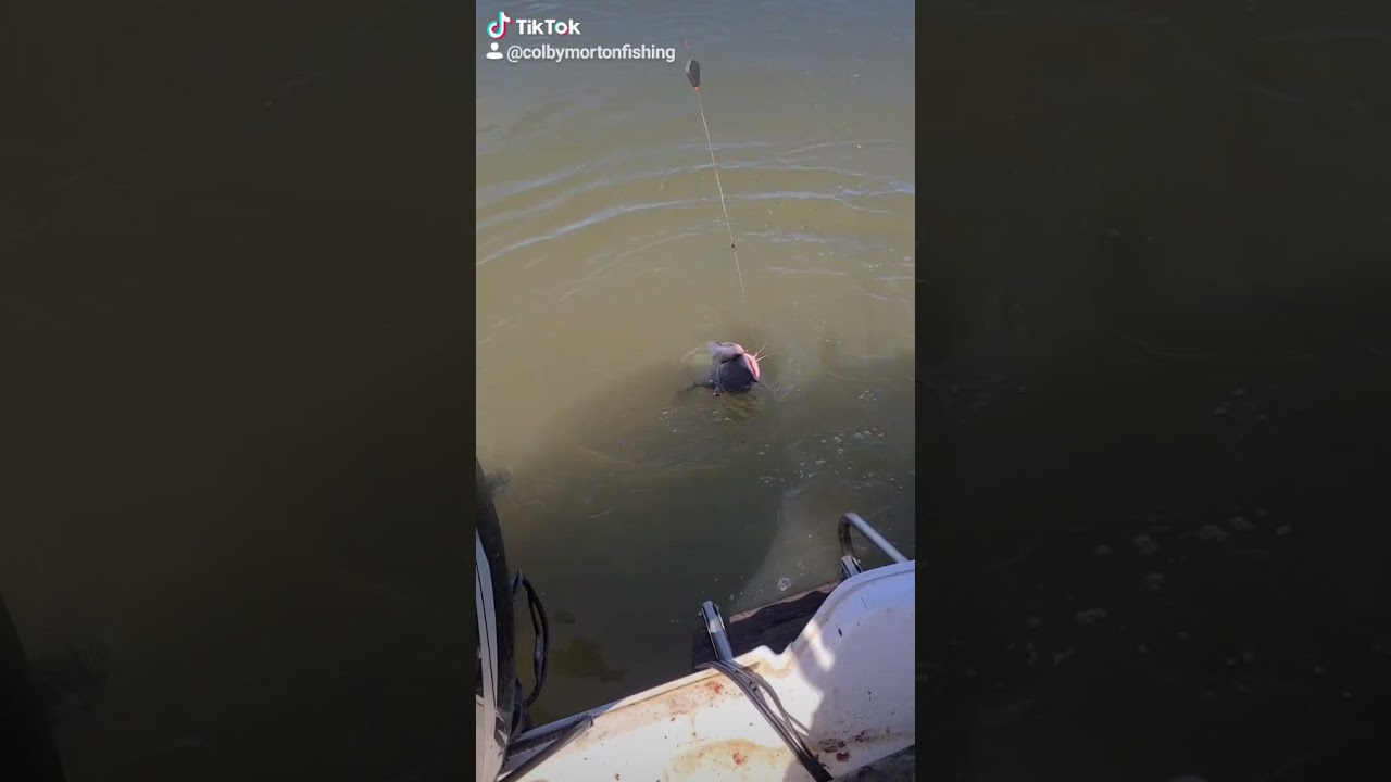 Tennessee River Catfishing 2021 YouTube