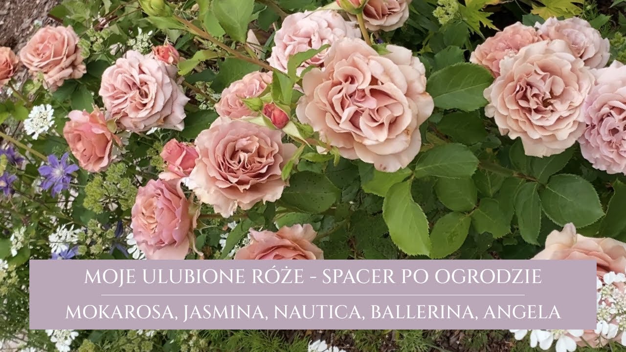 Różany spacer po ogrodzie | moje ulubione odmiany róż | towarzystwo bylin na rabacie różanej