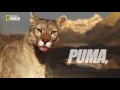 Puma - Survivre est un défi