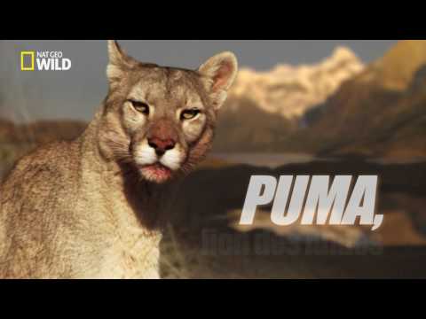 puma videos youtube