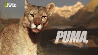 c est quoi la puma