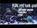 VLOG reef tank 400L.  Центропиг биколор.  Рыба лиса.  Грунт.