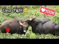 Almost dead   gaur full fight i indian bison in valparai tamilnadu