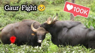 Almost dead 🥺 | Gaur full fight I Indian Bison in Valparai, Tamilnadu