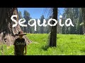 Sequoia National Park | Must see area&#39;s of the Park!!!