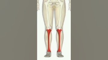 tibia bone anatomy #tibia #tibiabone #anatomy tibia