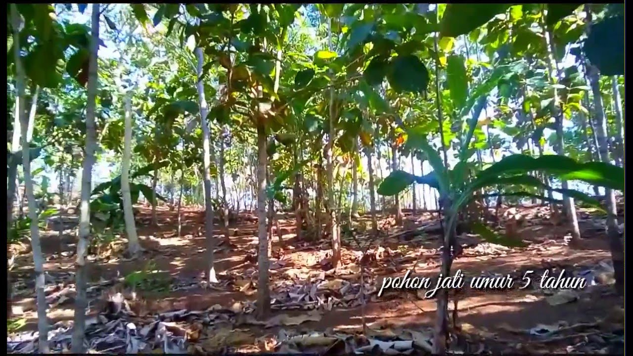  Kebun Cengkeh  Datar Kondang Pameungpeuk Garut YouTube
